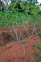 how to grow cassava